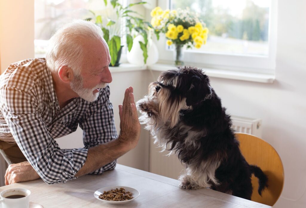 A senior man giving a high five to his small cute dog on a dining table 